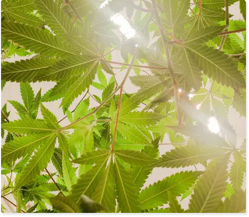 CBD Testing and Analysis Company