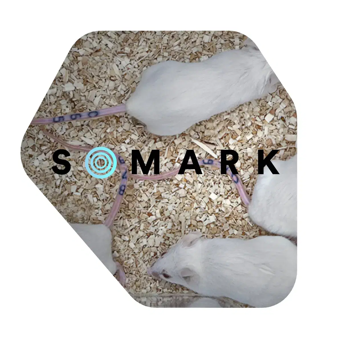 Somark Labstamp, Rodent Tail Tattooing