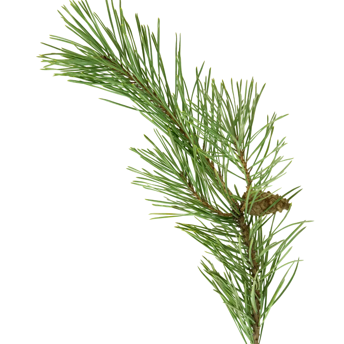 The science behind Christmas